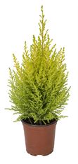 4" GOLDCREST CYPRESS (PREBOOK)