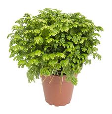 4" FROSTY FERN (PREBOOK)