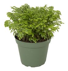 6"  FROSTY FERN (PREBOOK)