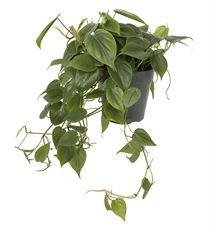 6" PHILODENDRON