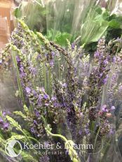 LAVENDER FRESH
