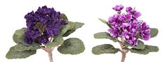 BUSH VIOLET 7" 2/ASST LAV/PUR