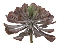 AEONIUM PICK 6" BUR/GR