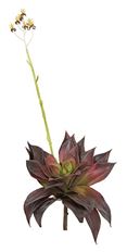 ECHEVERIA FLOWERING PICK 20 BUR/GRN