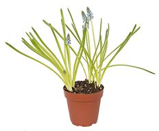4" MUSCARI (GRAPE HYACINTH)