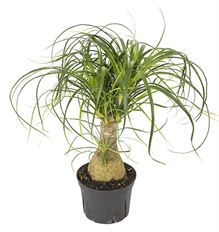 6" PONYTAIL PALM