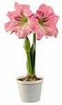 6" AMARYLLIS (PREBOOK)