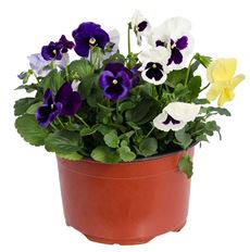 8" PANSY BOWL