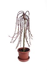 6" WEEPING WILLOW