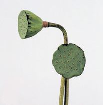 LOTUS POD FRESH