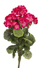GERANIUM BUSH X7 20" HOT PINK