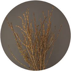 FORSYTHIA SHORT