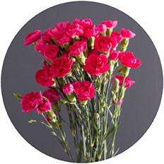 CARNATION MINI HOT PINK