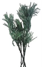 PRINCESS PINE PRESERVED GREEN