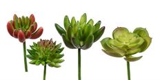 SUCCULENTS ASSORTED 18/PK