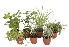 4" ASST. HERBS