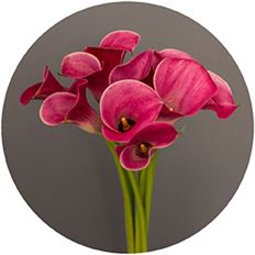 MINI CALLAS HOT PINK