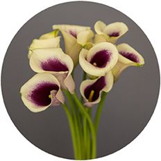 MINI CALLAS PICASSO