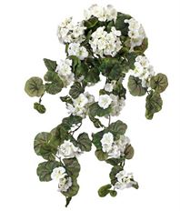 GERANIUM HANGING X15 32" WHITE