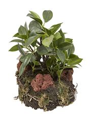 BONSAI CLOCHE DROP 6"X9.5"