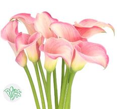 MINI CALLAS PINK