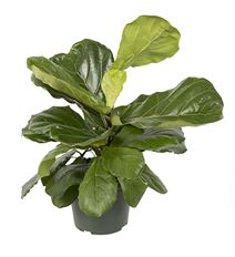 6"  FIDDLE LEAF FIG