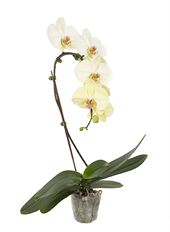 5" WATERFALL PHALAENOPSIS ORCHID