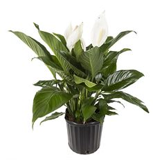 10"  SPATHIPHYLLUM
