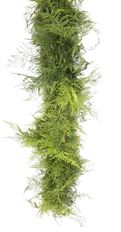 GARLAND PLUMOSA