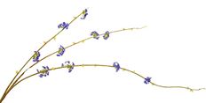 SNOW WILLOW PURPLE SILK 52"