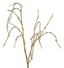 BRANCH PRIVET 52" GREEN