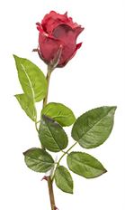 ROSE BUD BEAUTY 25" RED