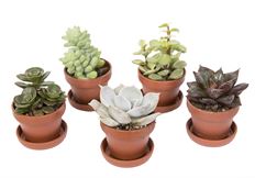 1" SUCCULENT FAIRY POT (PREBOOK)