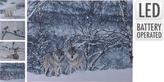 CANVAS LED ANIMAL 50X40CM 4 ASST