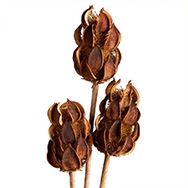 THISTLE WILD NATURAL 3/PK