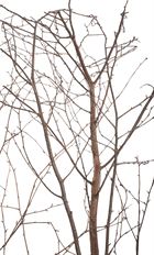 BIRCH TOP 8-9' W/ BRANCHES 5/PK