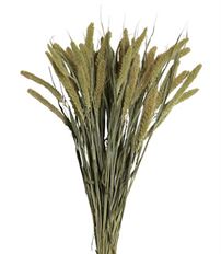 SETARIA NATURAL 4OZ