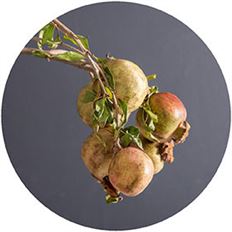 POMEGRANATE BRANCHES