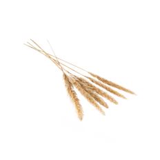 PAMPAS GRASS 25.5-28" TAN 6/PK