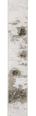 RIBBON 1.5"X50YD BIRCH TREE