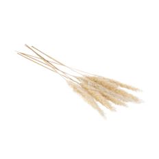 PAMPAS GRAS 25.5-28" WHITE 6/PK