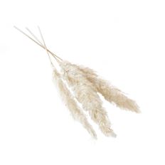 PAMPAS GRASS 47-53" WHITE 3/PK