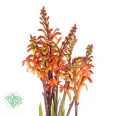 MONTBRETIA/CROCOSMIA