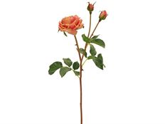 ROSE ENGLISH HERITAGE 21" PEACH/RED