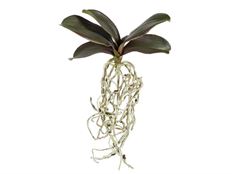 LEAF PHALAENOPSIS 13" GREEN
