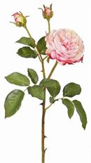 ROSE ENGLISH HERITAGE 21" PINK/RED