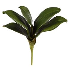 LEAF PHALAENOPSIS ROOTS 9" GREEN