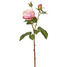 ROSE ENGLISH CHARLOTTE 21.5" PNK/RD