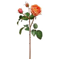 ROSE ENGLISH CHARLOTTE 21.5" PCH/RD