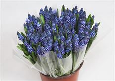 MUSCARI GRAPE HYACINTH